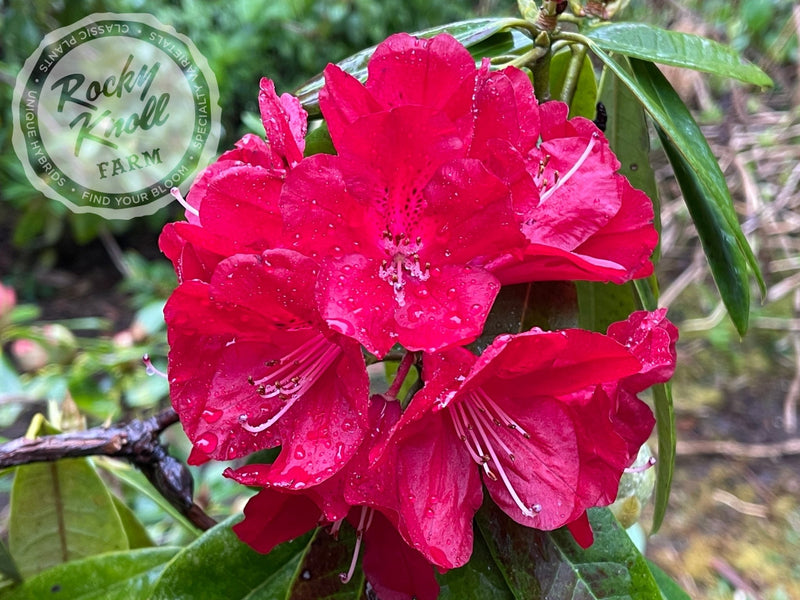 Bibiani plant from Rocky Knoll Farm