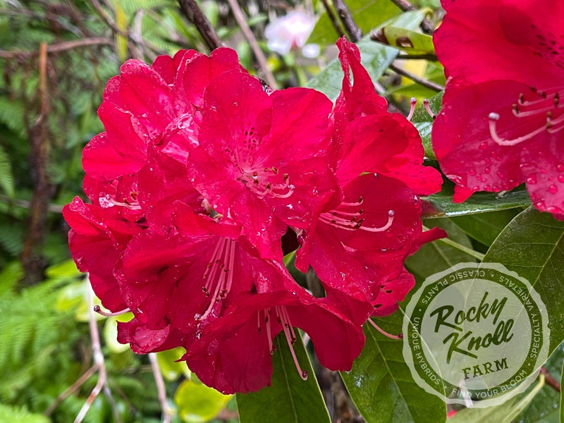 Bibiani plant from Rocky Knoll Farm