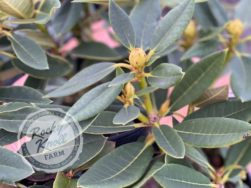 Black Magic plant from Rocky Knoll Farm