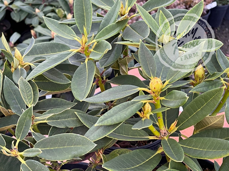 Black Magic plant from Rocky Knoll Farm