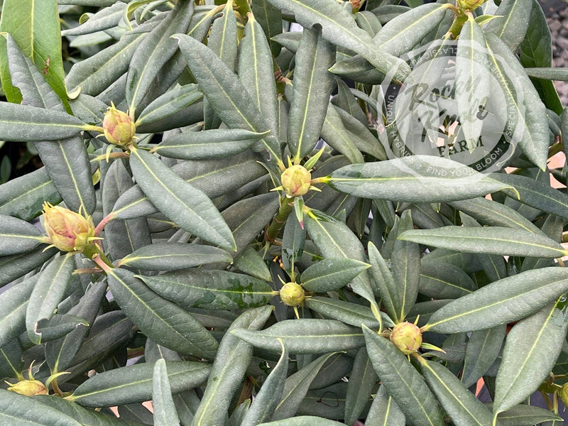 Black Sport plant from Rocky Knoll Farm