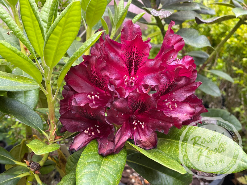 Black Widow plant from Rocky Knoll Farm