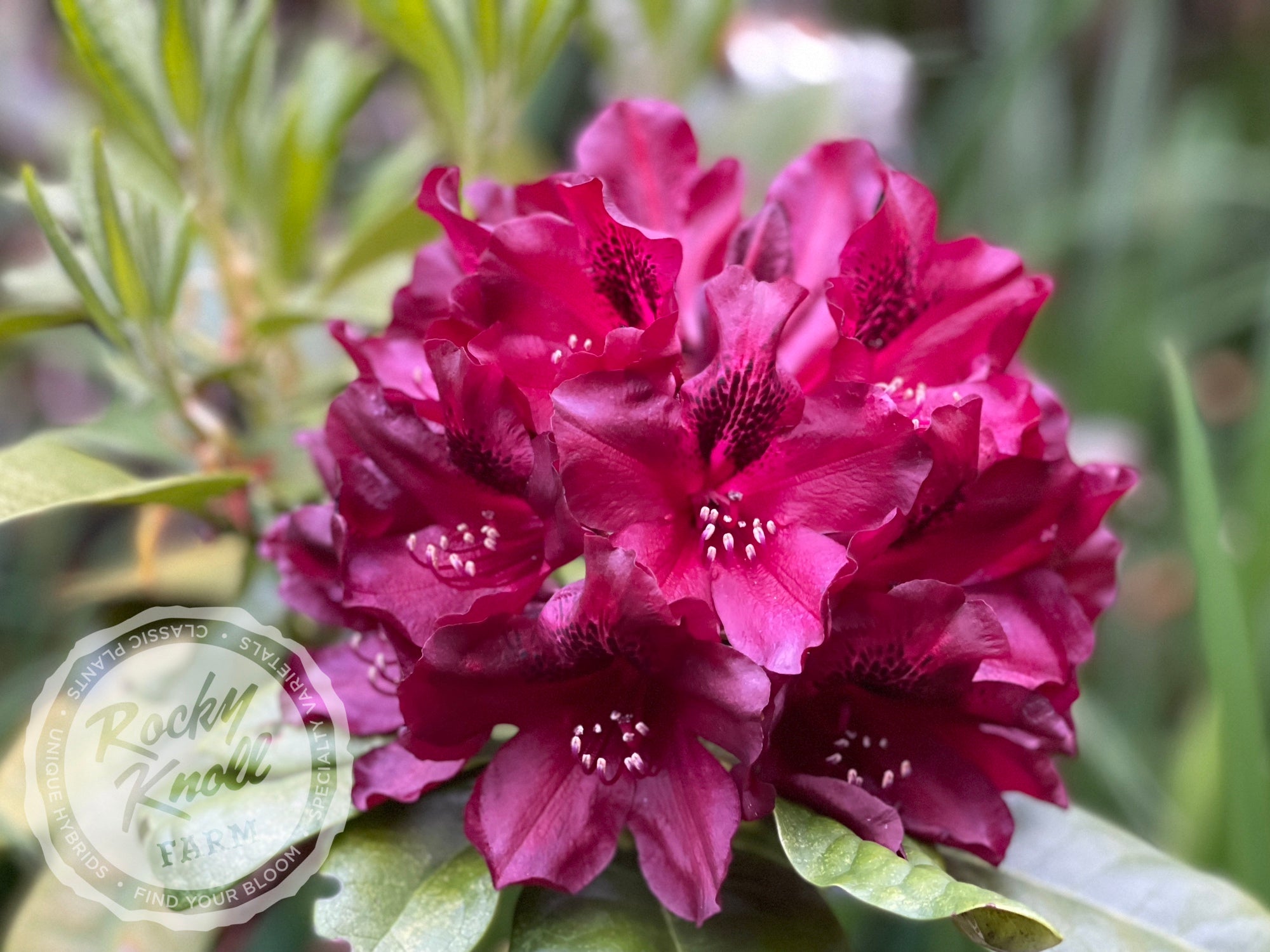 Black Widow Plant