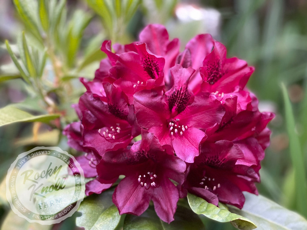 black widow rhododendron Black Widow