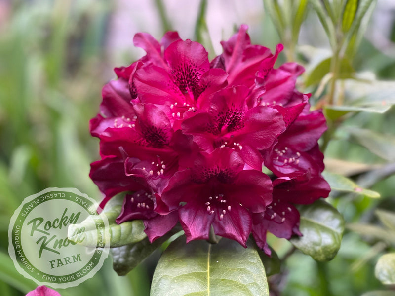 Black Widow plant from Rocky Knoll Farm