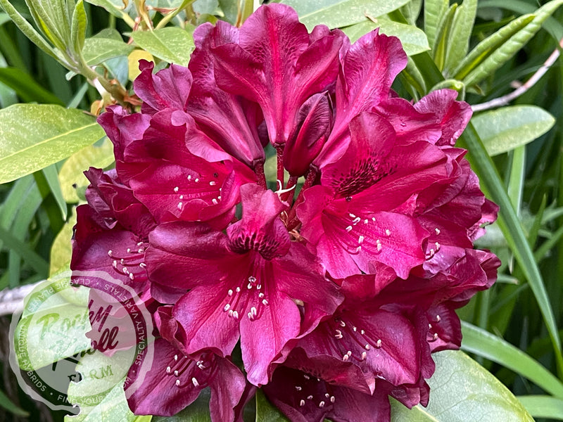 Black Widow plant from Rocky Knoll Farm