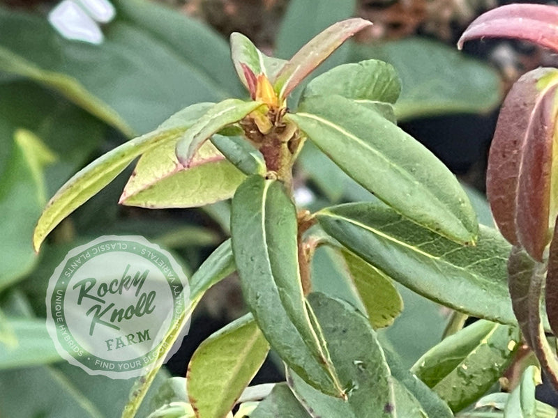 Blaney’s Blue plant from Rocky Knoll Farm