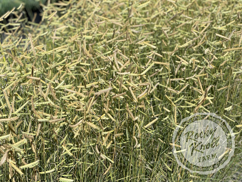 Blonde Ambition (Bouteloua gracilis) plant from Rocky Knoll Farm