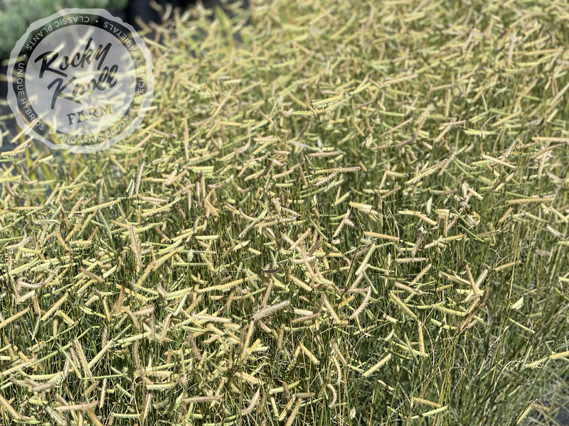 Blonde Ambition (Bouteloua gracilis) plant from Rocky Knoll Farm