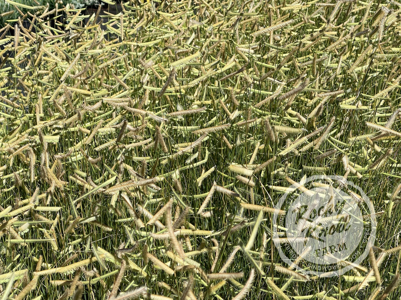Blonde Ambition (Bouteloua gracilis) plant from Rocky Knoll Farm