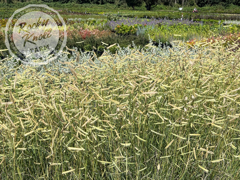 Blonde Ambition (Bouteloua gracilis) plant from Rocky Knoll Farm