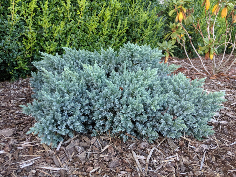 Blue Star Juniper - Juniperus squamata plant from Rocky Knoll Farm