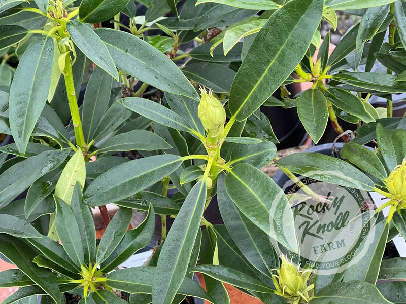 Blue Angel plant from Rocky Knoll Farm
