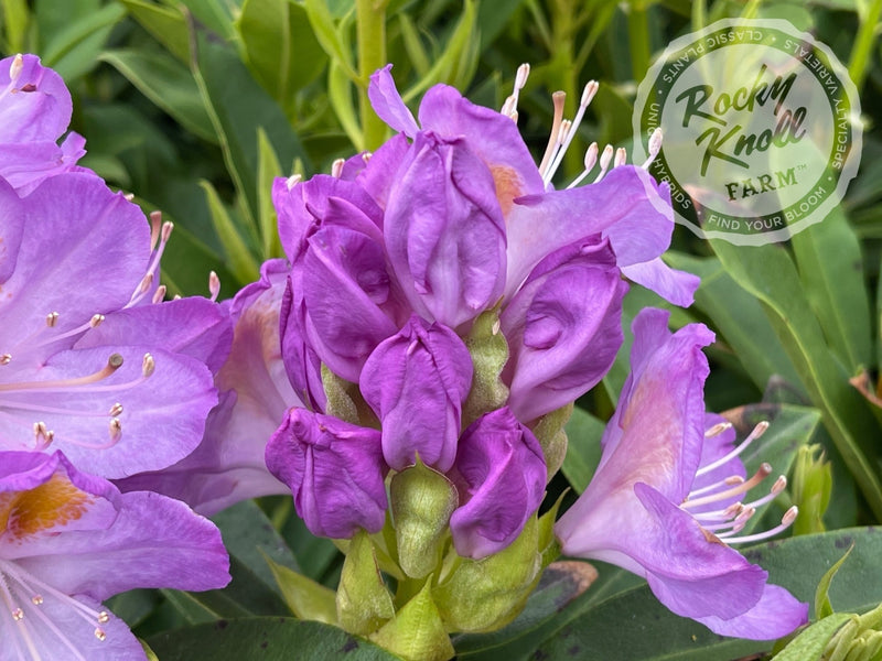 Blue Angel plant from Rocky Knoll Farm