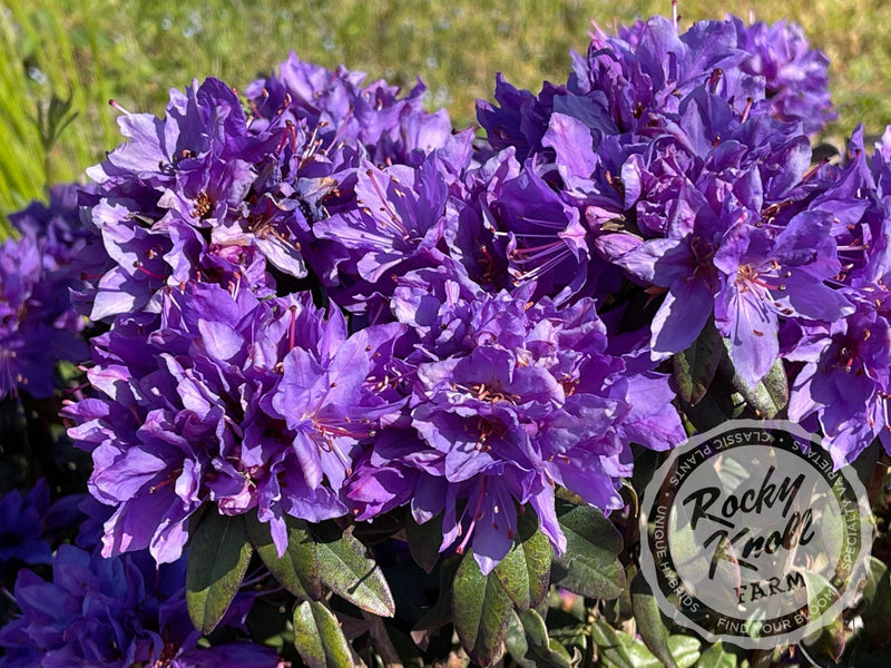 Blue Baron plant from Rocky Knoll Farm