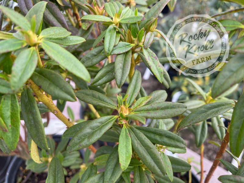 Blue Baron plant from Rocky Knoll Farm
