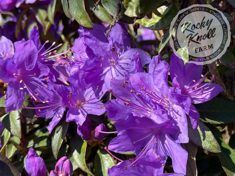 Blue Baron plant from Rocky Knoll Farm