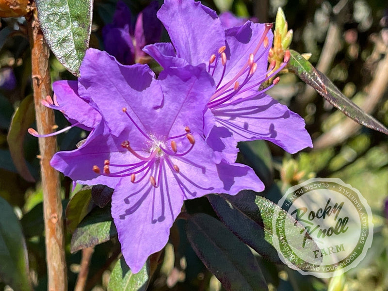 Blue Baron plant from Rocky Knoll Farm