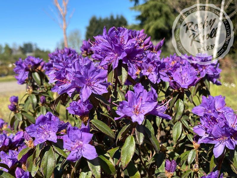 Blue Baron plant from Rocky Knoll Farm