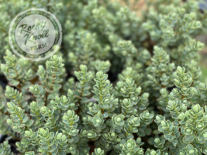 Blue Leafed Hebe glaucophylla plant from Rocky Knoll Farm