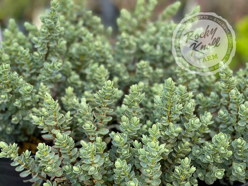 Blue Leafed Hebe glaucophylla plant from Rocky Knoll Farm