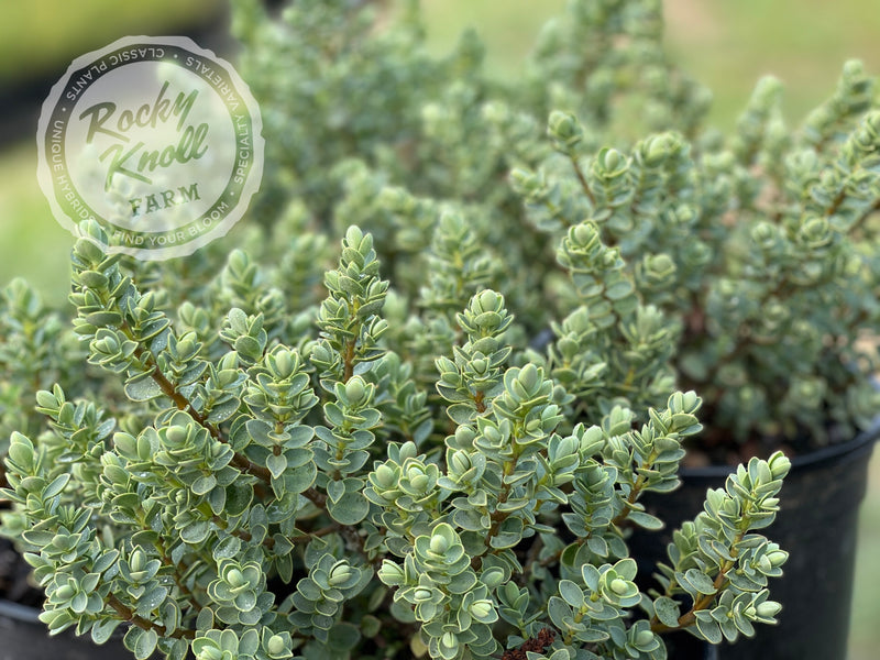 Blue Leafed Hebe glaucophylla plant from Rocky Knoll Farm
