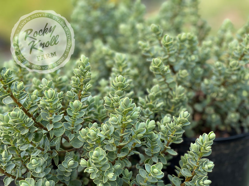 Blue Leafed Hebe glaucophylla plant from Rocky Knoll Farm