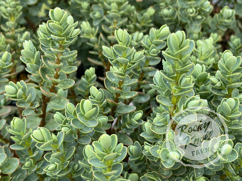 Blue Leafed Hebe glaucophylla plant from Rocky Knoll Farm