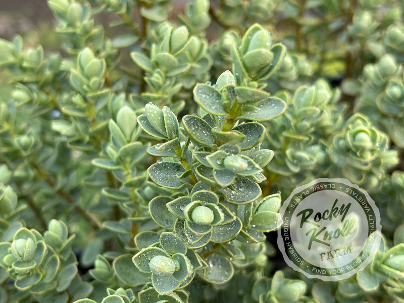 Blue Leafed Hebe glaucophylla plant from Rocky Knoll Farm