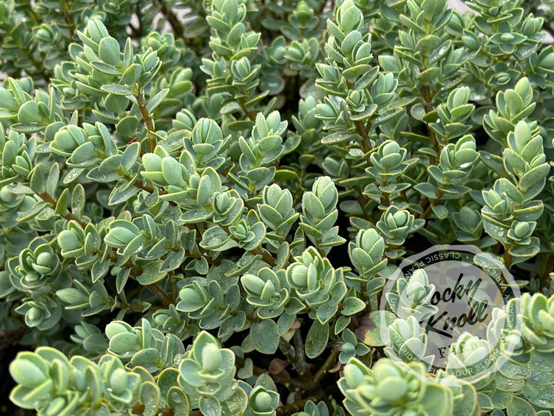 Blue Leafed Hebe glaucophylla plant from Rocky Knoll Farm