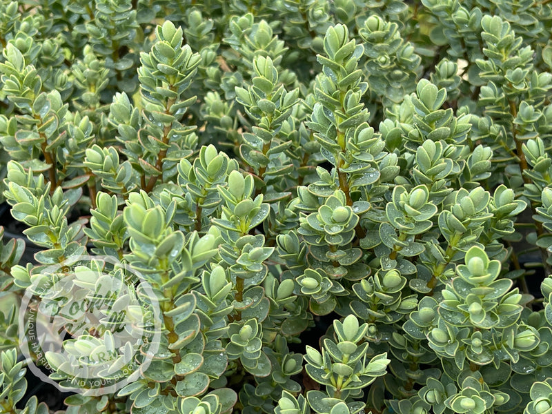 Blue Leafed Hebe glaucophylla plant from Rocky Knoll Farm