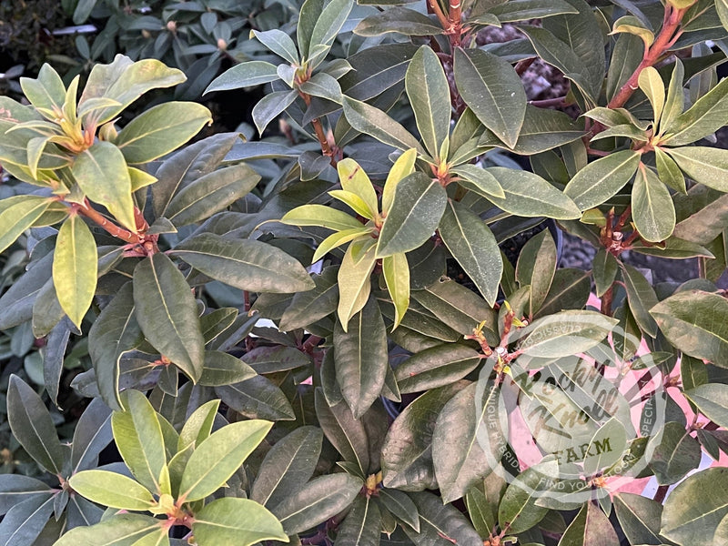 Blue Pacific plant from Rocky Knoll Farm