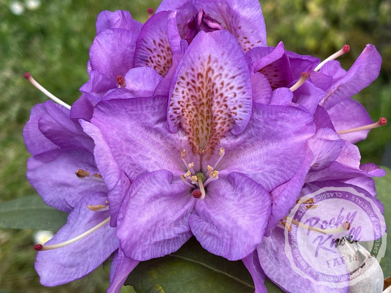 Blutopia plant from Rocky Knoll Farm