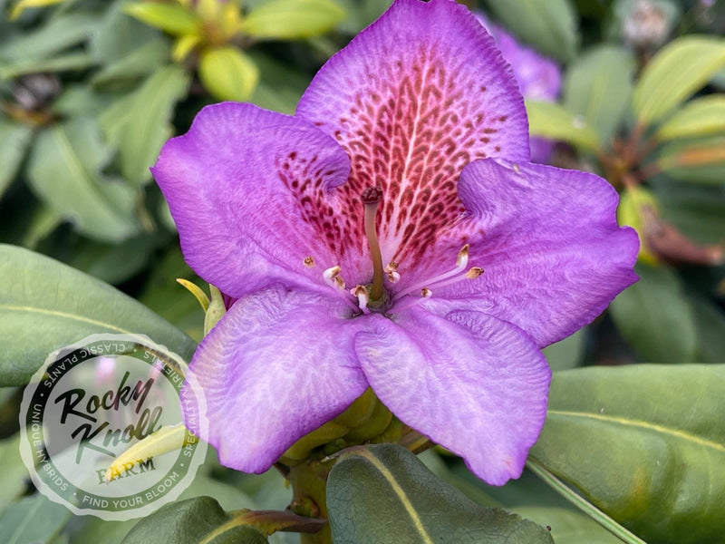 Blutopia plant from Rocky Knoll Farm