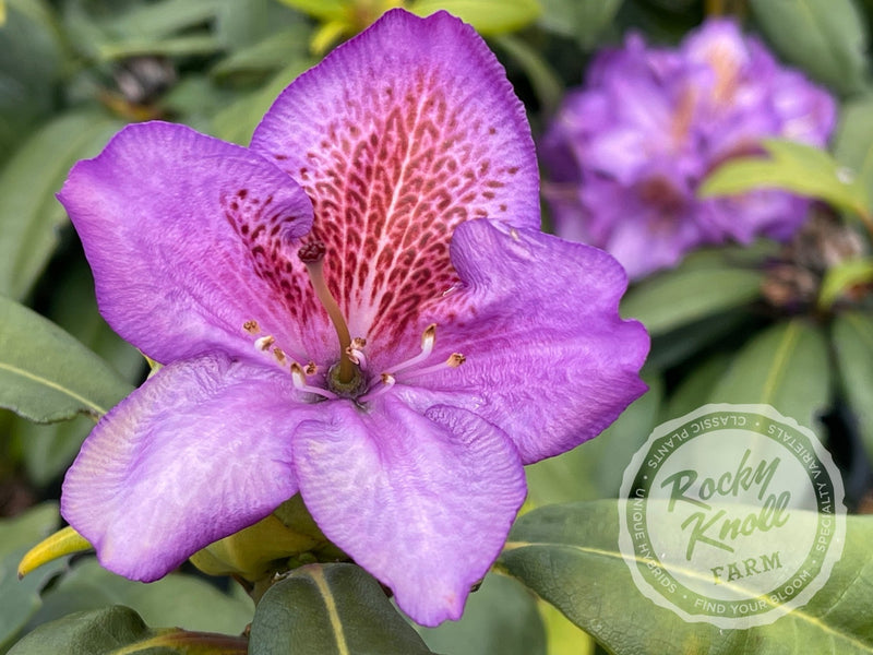 Blutopia plant from Rocky Knoll Farm