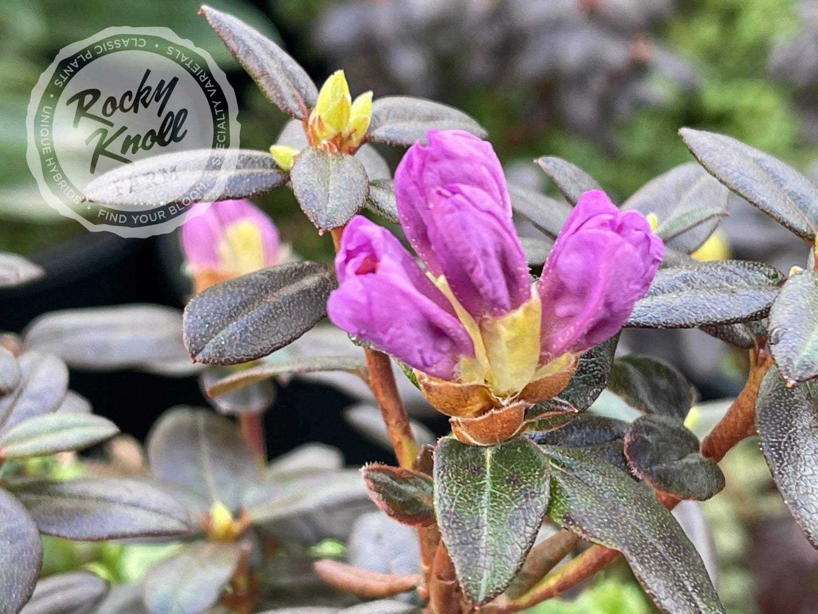 Bob's Blue - Rocky Knoll Farm