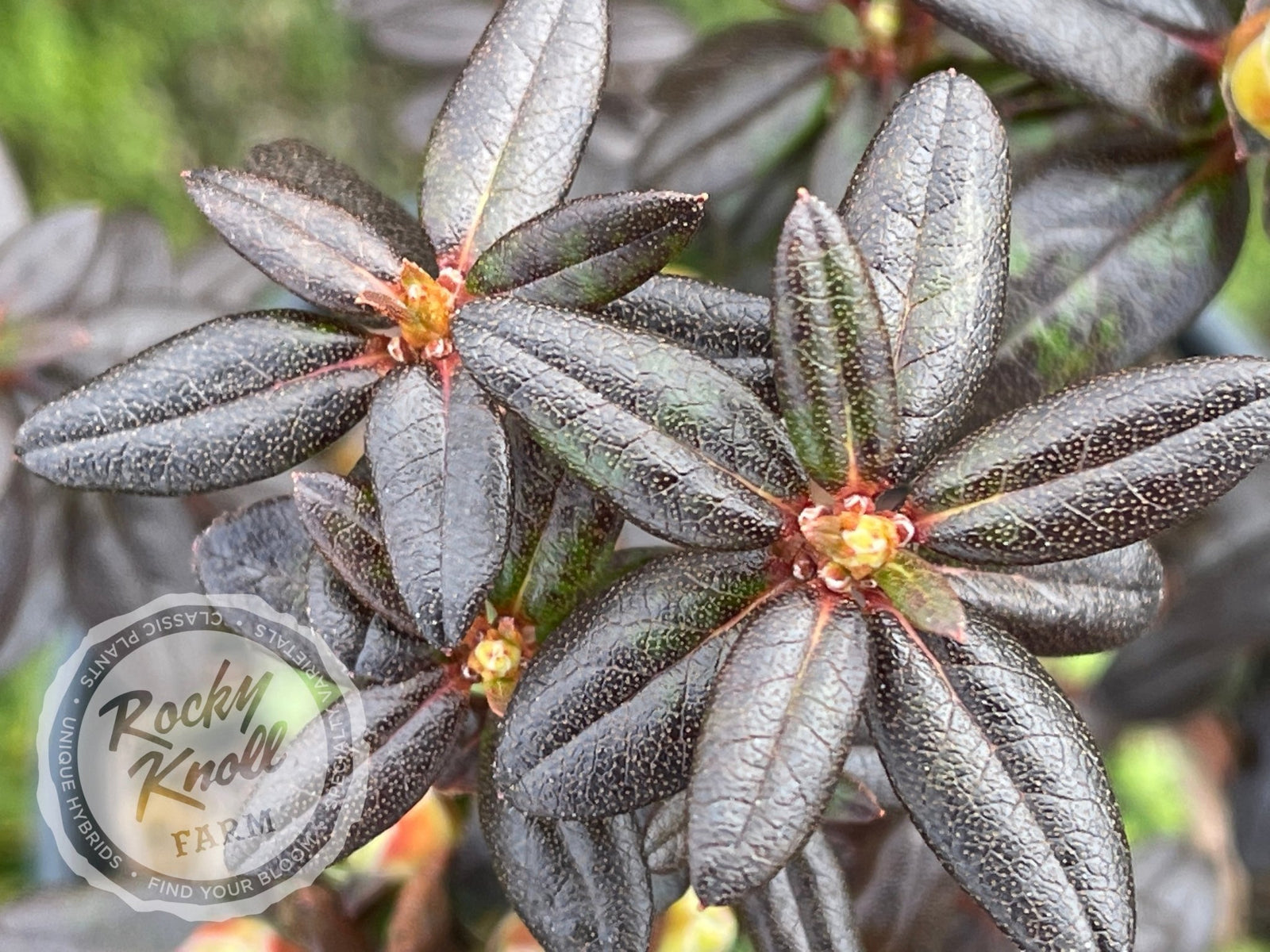 Bob_sBlue4-839308_1600x.jpg?v=