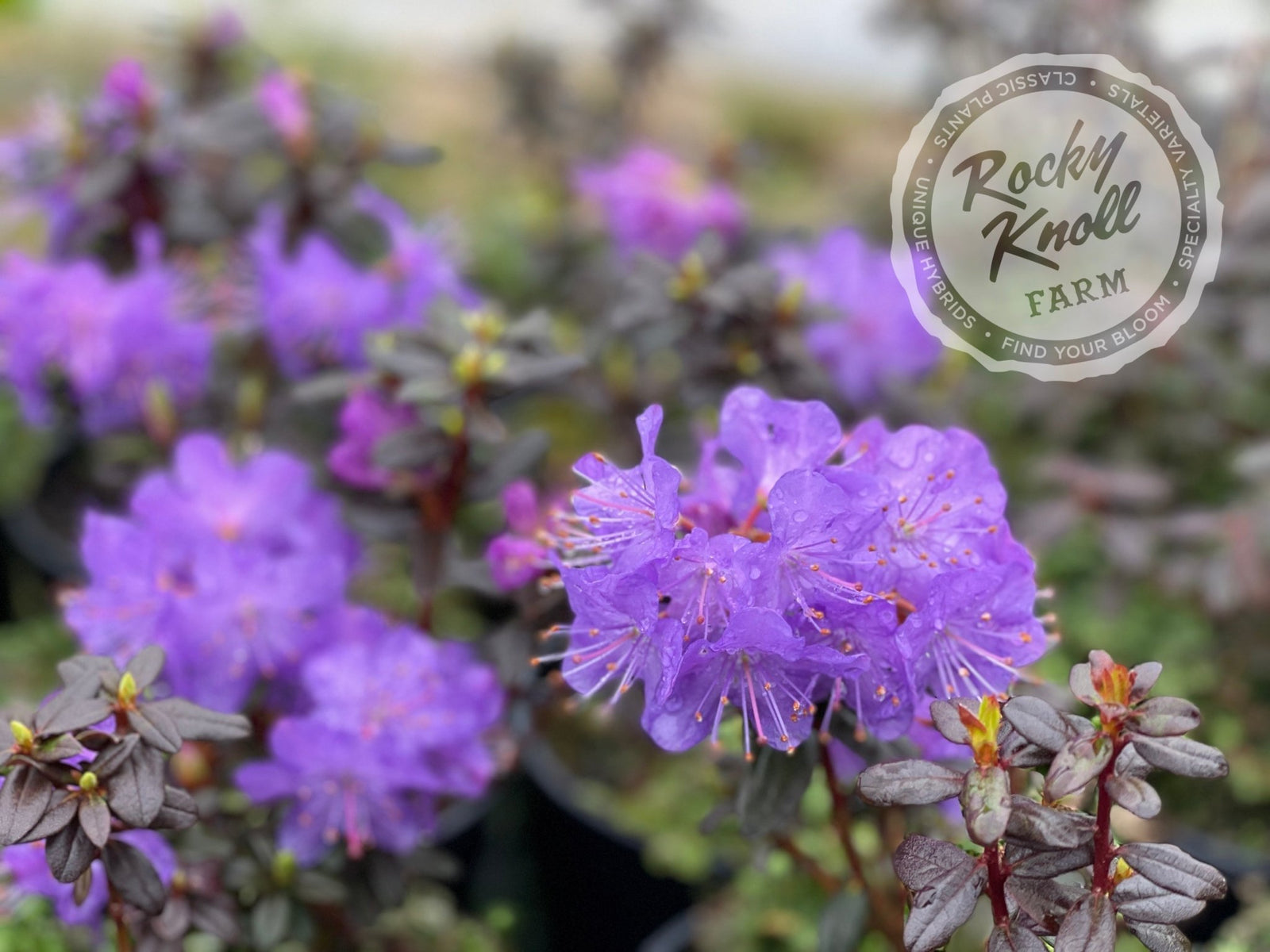 Bob's Blue - Rocky Knoll Farm