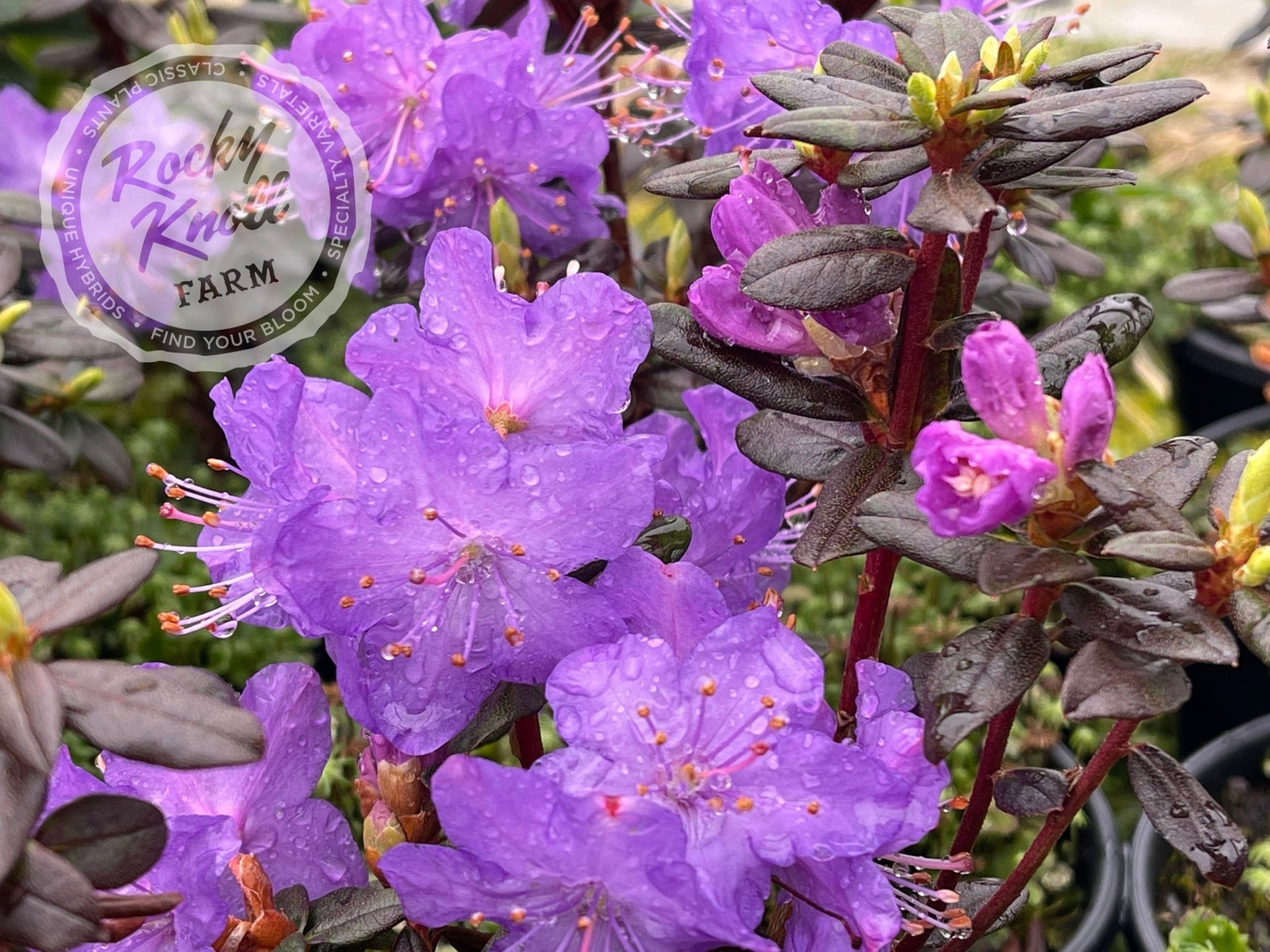 Bob's Blue - Rocky Knoll Farm