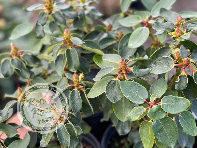 Bow Bells plant from Rocky Knoll Farm