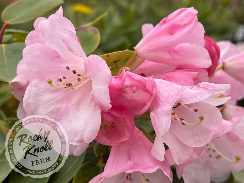 Bow Bells plant from Rocky Knoll Farm