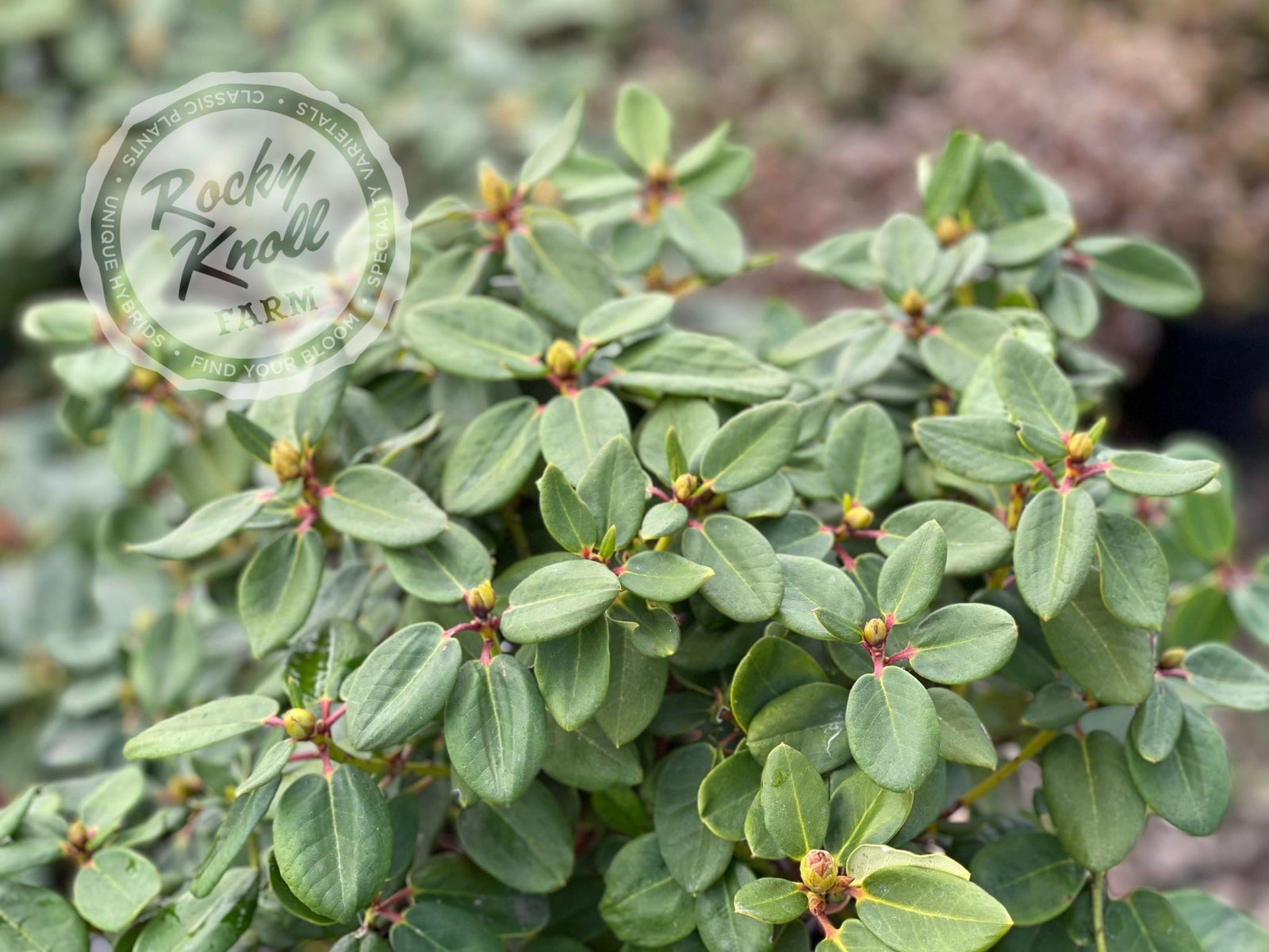 Brickdust1-248958_1600x.jpg?v=