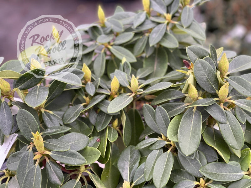Bruce Brechtbill plant from Rocky Knoll Farm
