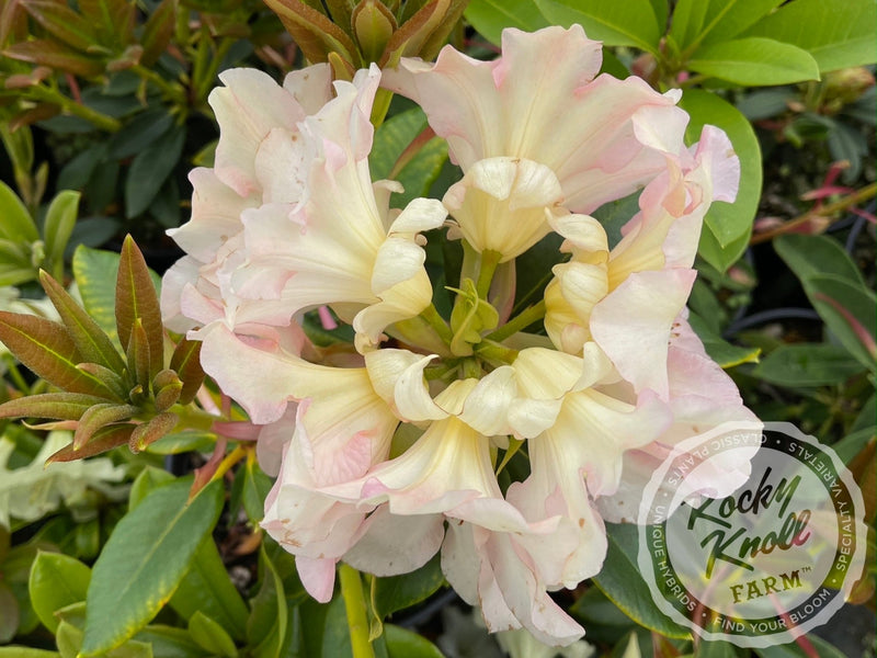 Briceland plant from Rocky Knoll Farm