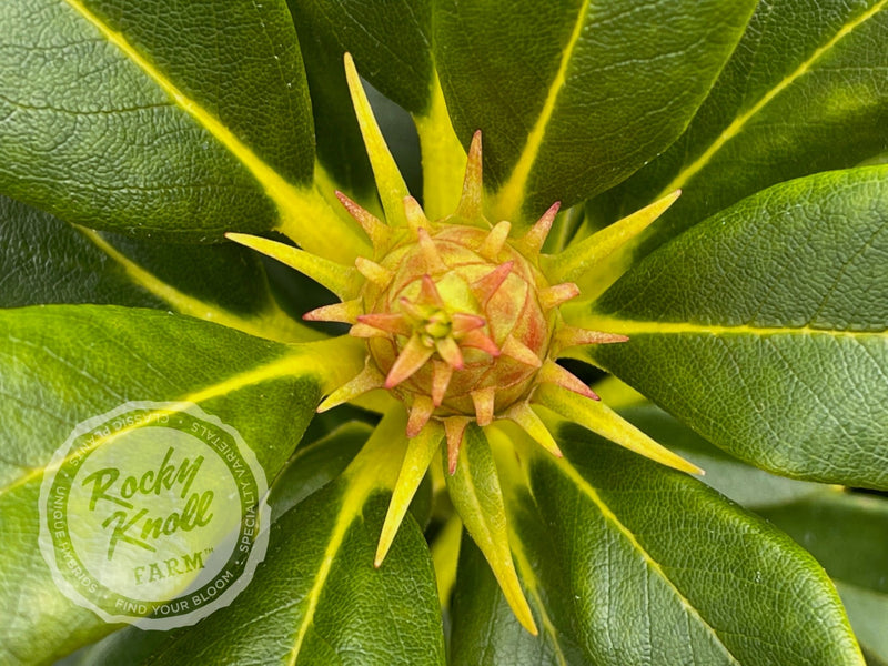 Briceland plant from Rocky Knoll Farm