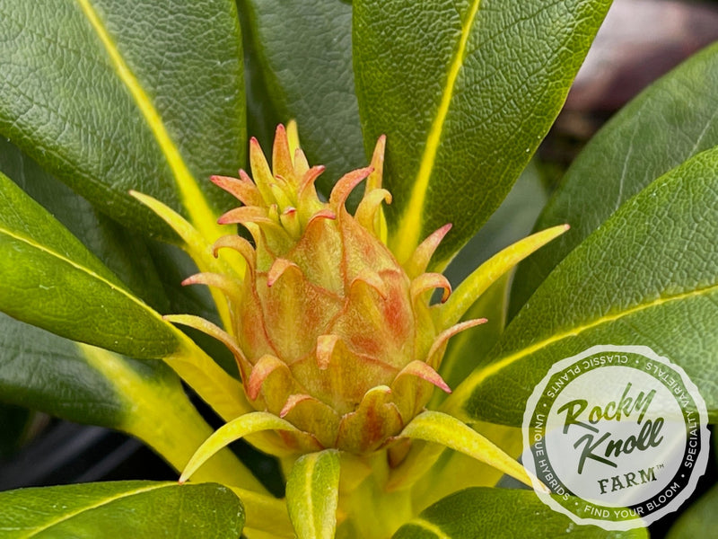 Briceland plant from Rocky Knoll Farm