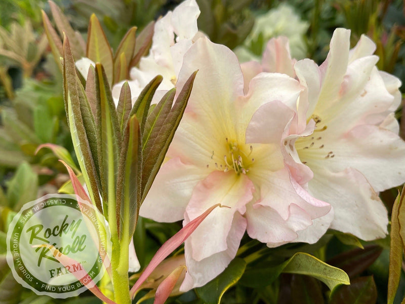 Briceland plant from Rocky Knoll Farm