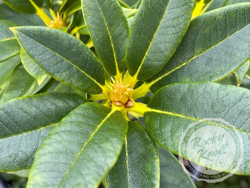 Briceland plant from Rocky Knoll Farm