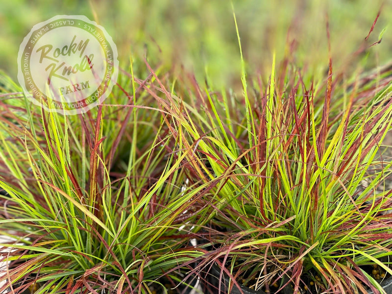 Burgundy Bunny Dwarf Fountain Grass plant from Rocky Knoll Farm