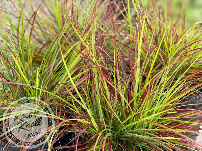 Burgundy Bunny Dwarf Fountain Grass plant from Rocky Knoll Farm